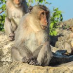Cesarstwo Rzymskie Sekretne życie rzymskich żołnierzy. Traktowali ukochane małpy jak ludzi