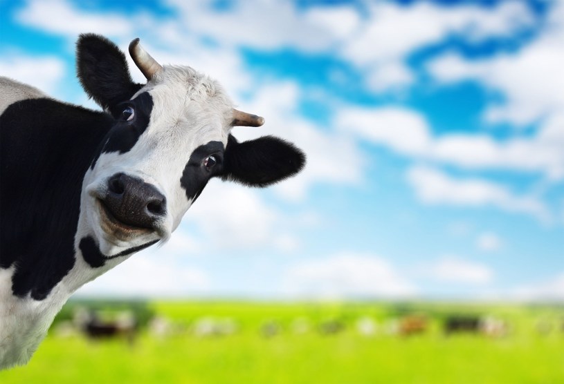 Sektor mleczarski boi się o przyszłość /123RF/PICSEL