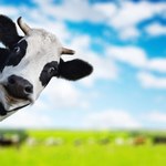 Sektor mleczarski obawia się spadku opłacalności produkcji