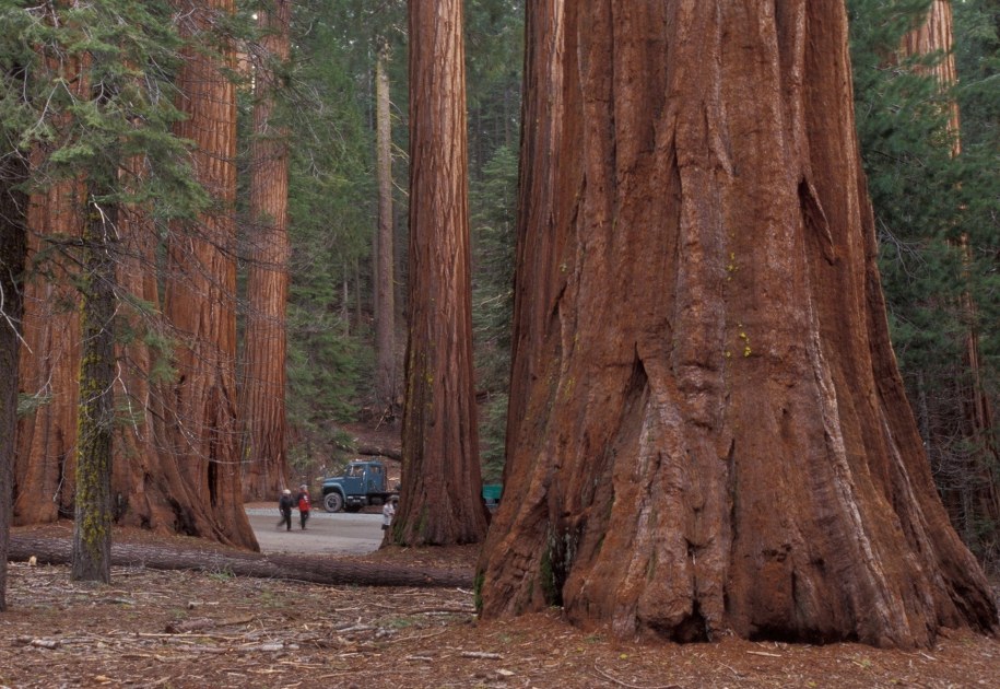 Sekwoje, Kalifornia /PAP/Photoshot