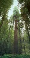 Sekwoje, Park Narodowy Redwood /Encyklopedia Internautica