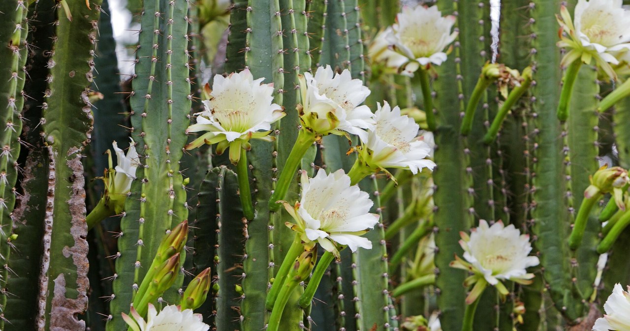 Selenicereus wielkokwiatowy wytwarza niezwykłe kwiaty, które kwitną nocą. To ciekawa, ale jednocześnie kapryśna roślina. Jak o nią dbać? /Rights Managed /East News