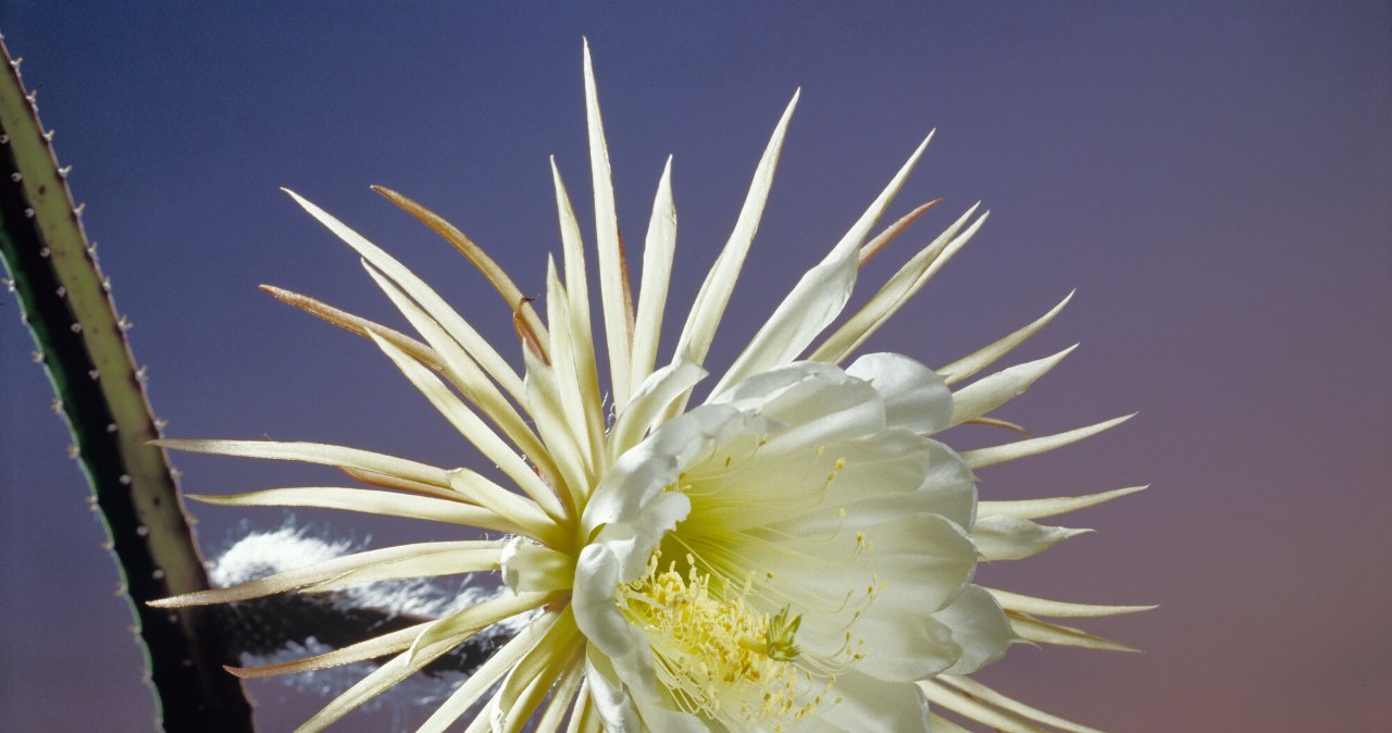 Selenicereus wielkokwiatowy zachwyca ogromnymi, białymi kwiatami. Roślina znana jest jako Królowa Nocy. /Hermann Eisenbeiss/EAST NEWS /East News