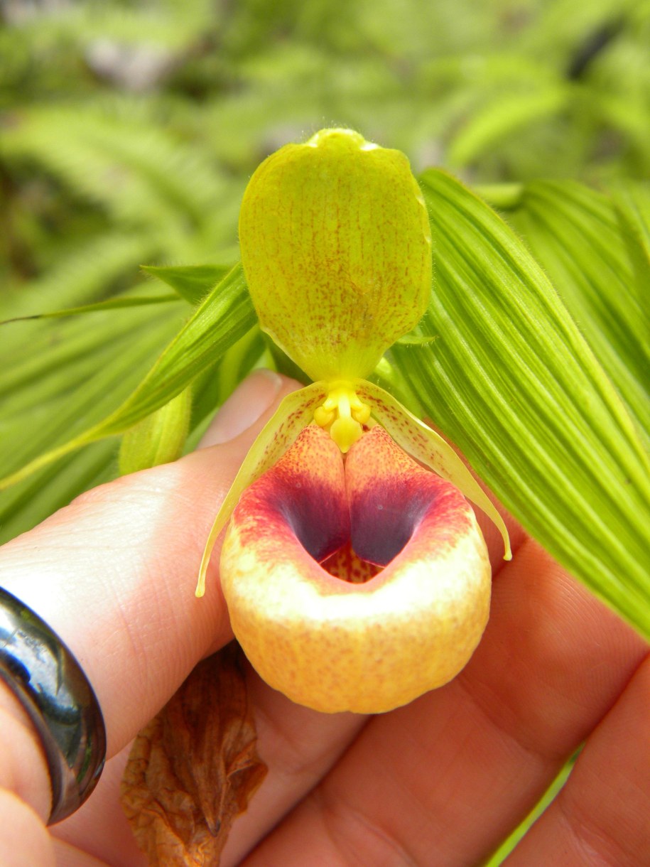 Selenipedium aequinoctiale /Fot. Marta Kolanowska /