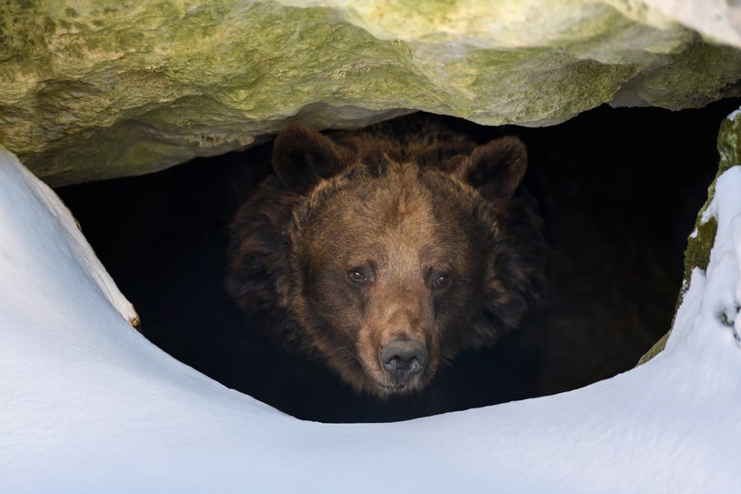 Sen zimowy jest dla niedźwiedzi bardzo ważny. To właśnie wtedy samice rodzą młode. Dlatego wtedy pod żadnym pozorem nie można przeszkadzać tym drapieżnikom /123RF/PICSEL