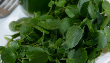 Seniorze, jedz 3 razy w tygodniu. Najzdrowsze warzywo świata kosztuje 2,50 zł