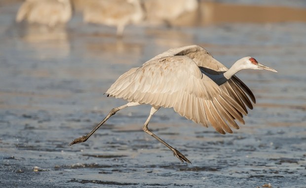 Sensacja ornitologiczna: Po raz pierwszy ten gatunek pojawił się w Polsce