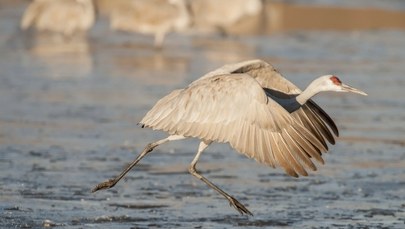 Sensacja ornitologiczna: Po raz pierwszy ten gatunek pojawił się w Polsce