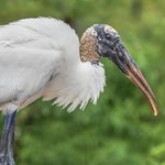 Sensacja ornitologiczna. Rzadki bocian pomylił się o tysiące kilometrów
