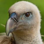 Sensacja ornitologiczna w Górach Sowich. Kim jest tajemniczy przybysz?