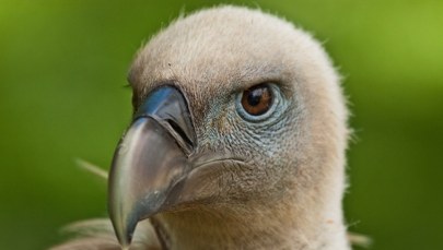 Sensacja ornitologiczna w Górach Sowich. Kim jest tajemniczy przybysz?