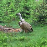Sensacja ornitologiczna w Polsce. Wielki padlinożerca w Górach Sowich