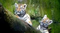 Sensacja w płockim zoo. Na świat przyszły tygrysy syberyjskie