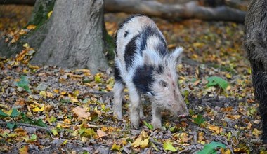 Sensacja w polskich lasach. Pojawił się tu zmutowany genetycznie dzik