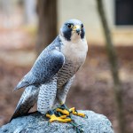 Sensacja w polskim lesie. Leśnicy zajrzeli do gniazda i nie mogli uwierzyć