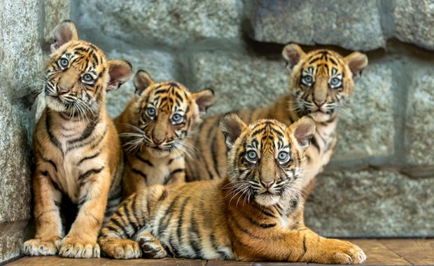 Sensacja we wrocławskim zoo. Na świat przyszły cztery tygrysy sumatrzańskie [ZDJĘCIA]