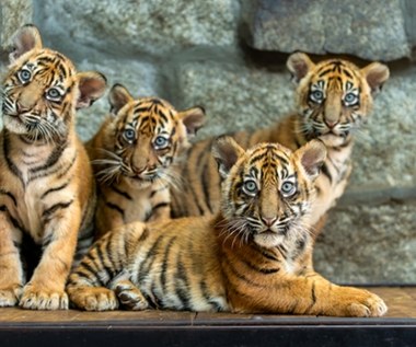 Sensacja we wrocławskim zoo. Na świat przyszły cztery tygrysy sumatrzańskie [ZDJĘCIA]