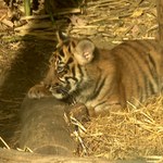 Sensacja we wrocławskim zoo. Na świat przyszły trzy małe tygrysy
