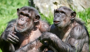 Sensacyjne badania w Ugandzie. Szympansy też mają menopauzę