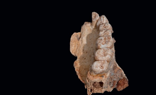 Sensacyjne odkrycie: Człowiek wyszedł z Afryki znacznie wcześniej, niż myśleliśmy