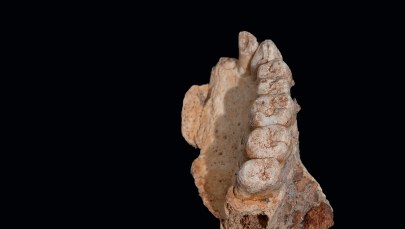 Sensacyjne odkrycie: Człowiek wyszedł z Afryki znacznie wcześniej, niż myśleliśmy