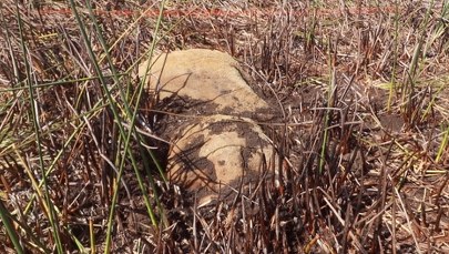 Sensacyjne odkrycie na Wyspie Wielkanocnej: Nowy posąg moai