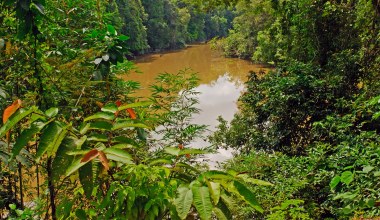 Sensacyjne odkrycie. Setki starożytnych dróg ukrytych w dżungli