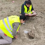 Sensacyjne znalezisko na budowie drogi ekspresowej. To słoń leśny albo mamut