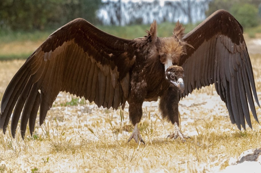 Sęp kasztanowaty (Aegypius monachus) – gatunek dużego ptaka padlinożernego z rodziny jastrzębiowatych (Accipitridae) /Jesus Cobaleda /Shutterstock