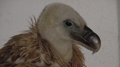 Sęp płowy nad Babią Górą. Ostatni raz w Polsce gniazdował ponad 100 lat temu