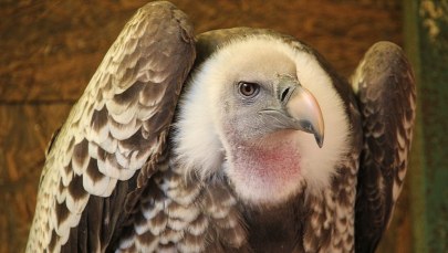 Sęp polował na kury w okolicy Kościana w Wielkopolsce