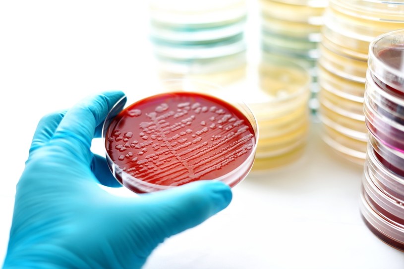 Sepsa rozwija się na skutek kontaktu z bakteriami, wirusami lub grzybami. /123RF/PICSEL