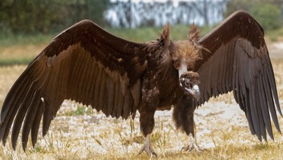 Sępy wracają do Portugalii. Spektakularny sukces ochrony przyrody