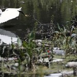 Serbskie ścieki. Sawa zatruta zanieczyszczeniami z Belgradu