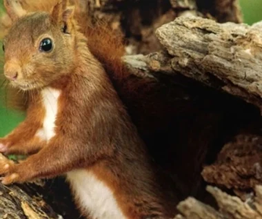 "Serce dębu": Ta wiewiórka powinna nazywać się Trinity [recenzja]