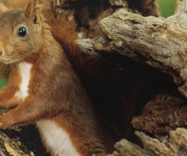 "Serce dębu" [trailer]