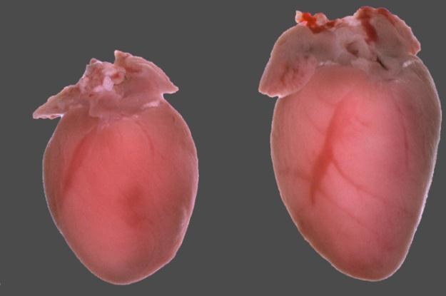 Serce normalnej myszy i znacznie większy mięsień gryzonia z nadekspresją mikroRNA /materiały prasowe