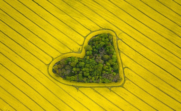 ​Serce w rzepaku. Te zdjęcia robią wrażenie!