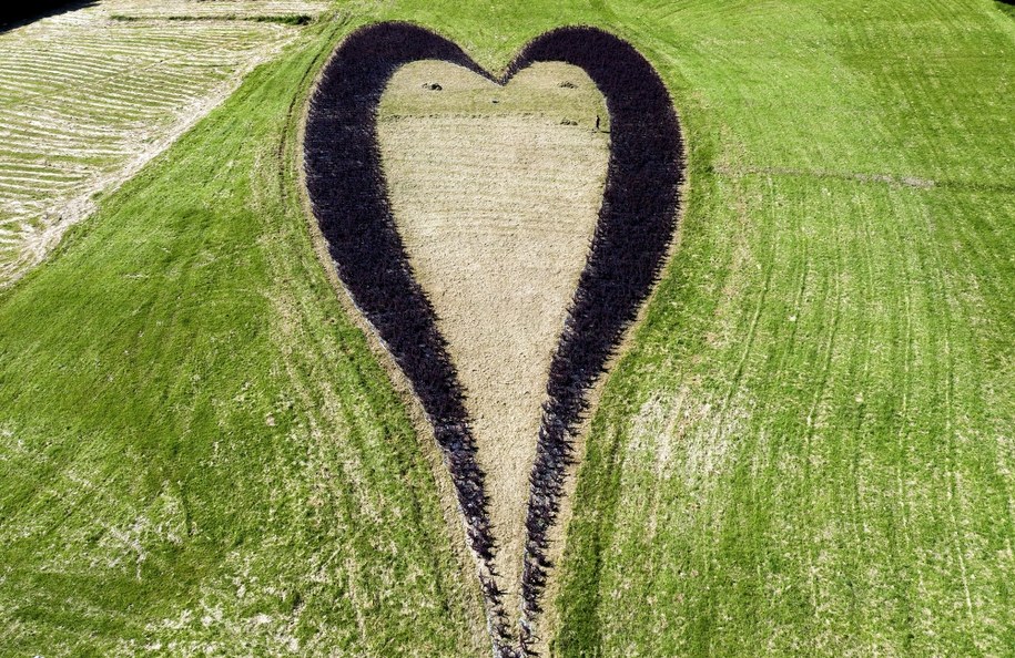 Serce z krzewów na łące nad Jeziorem Myczkowieckim w miejscowości Solina /Darek Delmanowicz /PAP/EPA