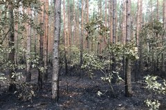 Seria pożarów w okolicach Odrzywołu