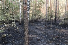 Seria pożarów w okolicach Odrzywołu