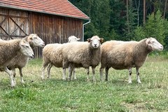 Serialowa Adamczycha, czyli skansen w Kolbuszowej. Galeria