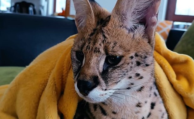 Serwal na gigancie pod Olsztynem. "Nie domknęłam woliery. Mój błąd" 