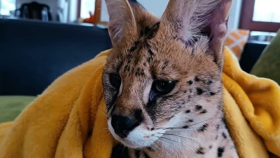 Serwal na gigancie pod Olsztynem. "Nie domknęłam woliery. Mój błąd" 