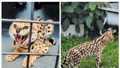 Serwal na wolności. Niezwykła interwencja straży miejskiej w Tychach