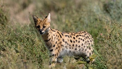 Serwal na wolności pod Olsztynem. Uciekł podczas karmienia