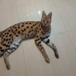 Serwal odnaleziony. Kot uciekł z prywatnej posesji