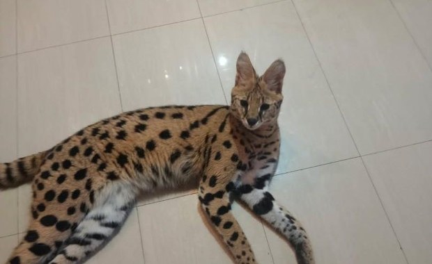 Serwal odnaleziony. Kot uciekł z prywatnej posesji