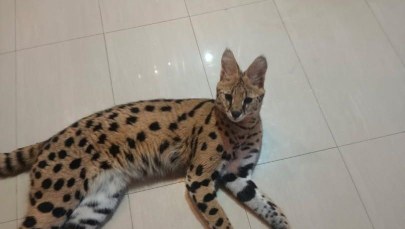 Serwal odnaleziony. Kot uciekł z prywatnej posesji