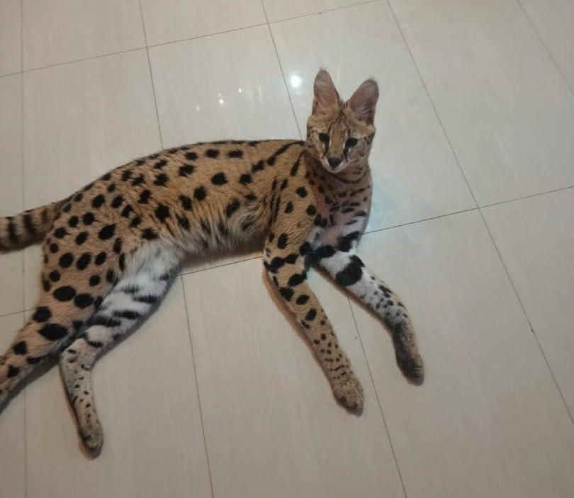 Serwal sawannowy, który uciekł z prywatnej posesji, odnalazł się /KPP Busko-Zdrój /Policja